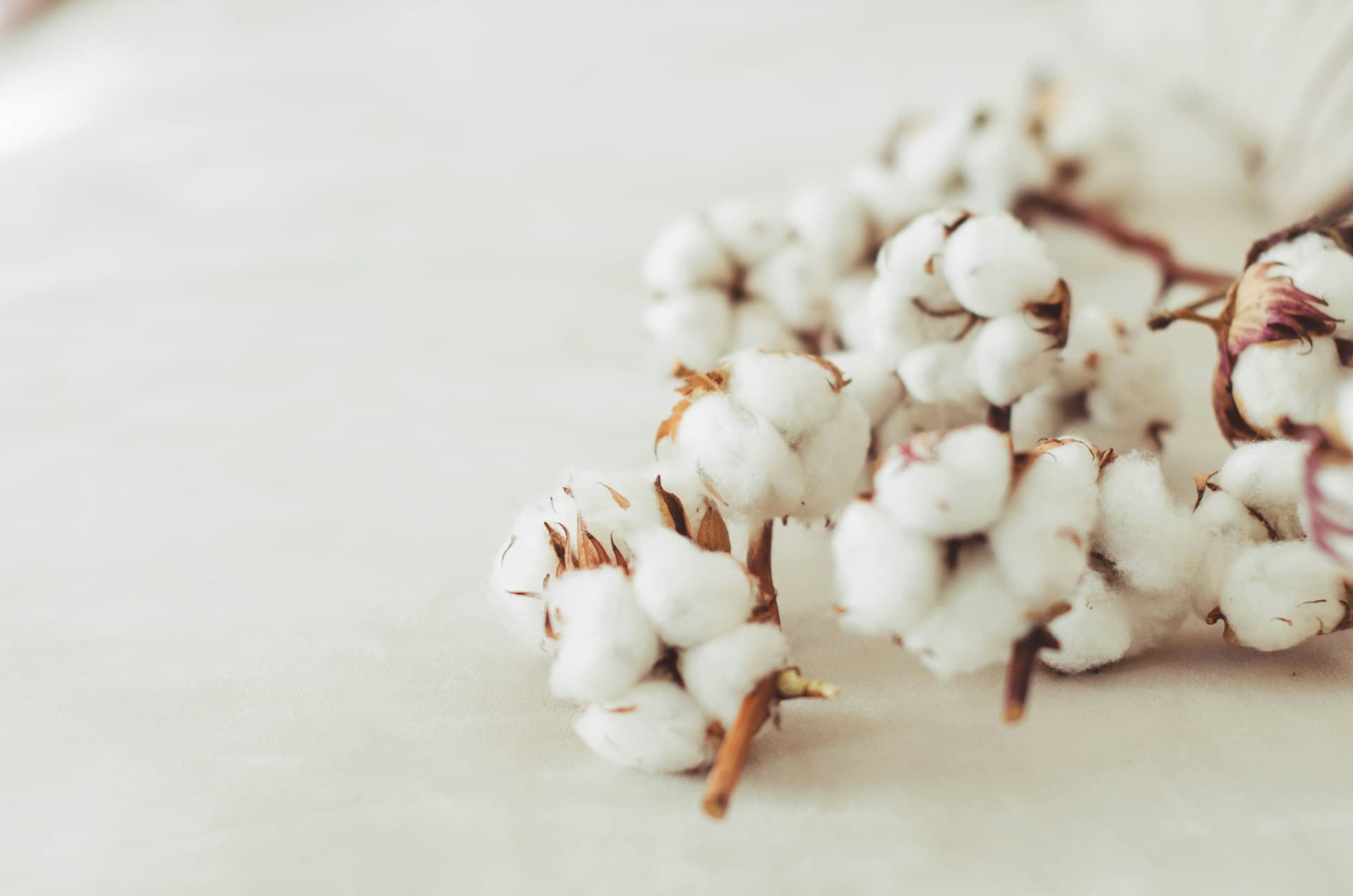 Cottons on white surface
